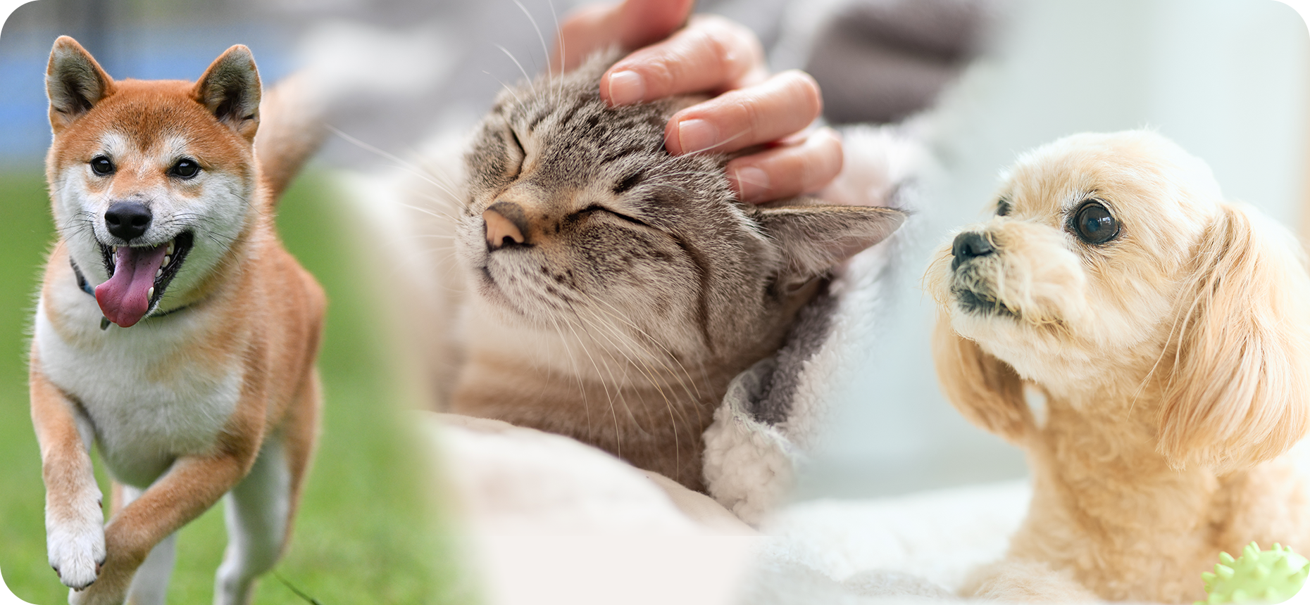 うえの動物病院